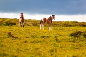 Wilde Ponys im Dartmoor