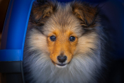 Sheltie Welpe