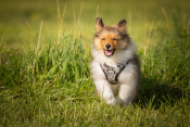 Sheltie Welpe