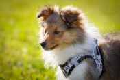 Sheltie Welpe