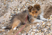 Sheltie Welpe