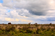 Wilde Ponys im Dartmoor