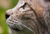 Luchs