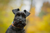 Zwergschnauzer Bruno