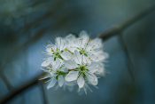 Frühlingsblume