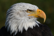 Galerie-DSC_7879-Weisskopfseeadler