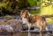 Heike_4