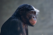 Tom_Affe