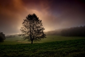 Tom_Baum