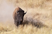 Franzi_Bison nach dem Sandbad_03