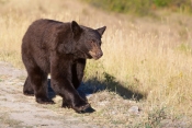 Franzi_Schwarzba╠êr_02