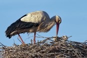 JK-004-Storch