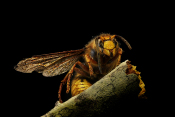 Macro hornisse