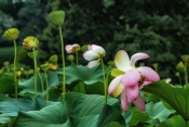 Lotusblumen-Teich