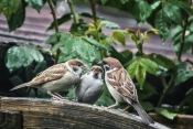 Bettelflieger mit Eltern