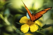Auf der Blüte