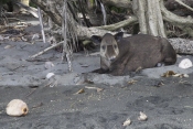 Tapir