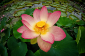 Lotusblüte am Seerosenteich