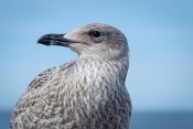 Möwenportrait