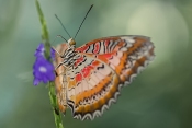 Schmetterling