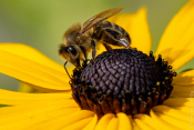 Bienchen und Blümchen