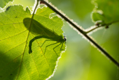 Libelle