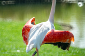 Flamingo, Spiegellinsenobjektiv, Wilhelma, Stuttgart, Zoo,