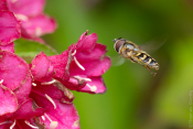 Schwebfliege